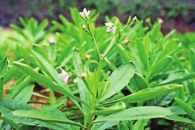 春季吃野菜要注意些什麼?