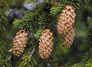 松子吃多了好嗎