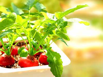 綠葉菜是營養寶庫!誰是排行榜前兩名?