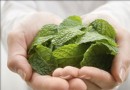 薄荷葉能吃嗎？薄荷功效、食用禁忌與4道清爽食譜全解析
