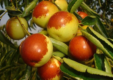 中秋後多吃點鮮棗