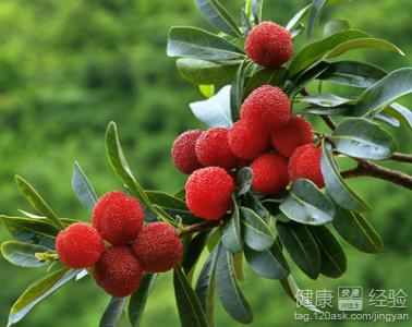 楊梅祛暑又抗癌怎麼吃最健康