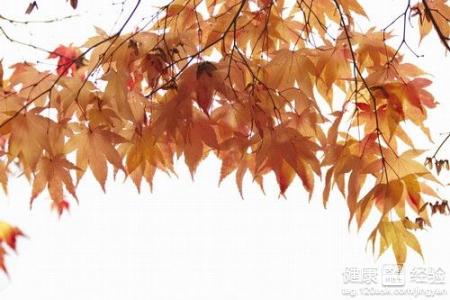 寒露養生：護肺保陰是關鍵