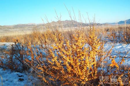 沙棘：被冷落的健康財富