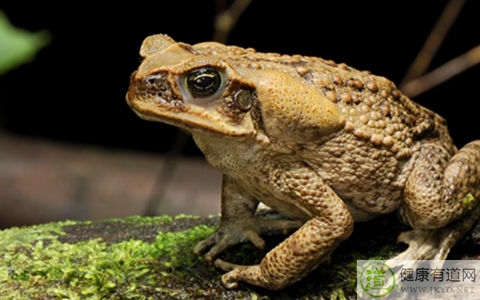 癞蛤蟆有毒嗎 癞蛤蟆有毒嗎