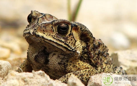 癞蛤蟆能吃嗎 癞蛤蟆能吃嗎