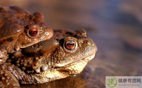 癞蛤蟆能吃嗎 癞蛤蟆能吃嗎