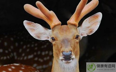 鹿血怎麼吃 鹿血怎麼吃