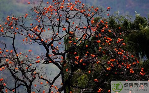 柿子吃多了會怎麼樣 柿子吃多了會怎麼樣