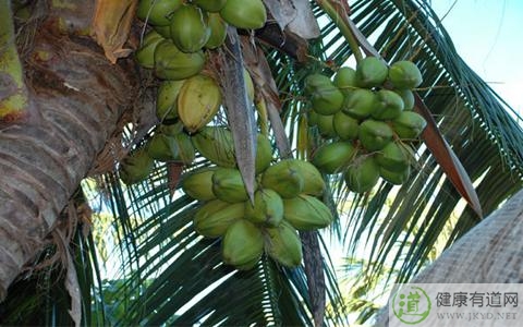 椰子皮能吃嗎 椰子皮能吃嗎