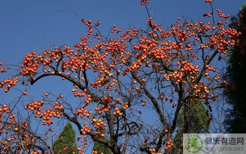柿子吃多了會怎麼樣 柿子吃多了會怎麼樣