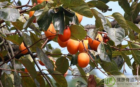 柿子吃多了會怎麼樣 柿子吃多了會怎麼樣