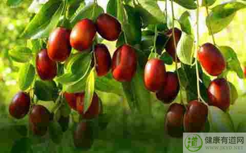 紅棗皮可以吃嗎 紅棗皮可以吃嗎