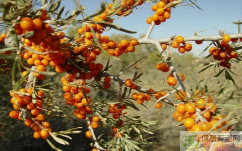 醋柳果不能和什麼一起吃_醋柳果和什麼相克 醋柳果不能和什麼一起吃_醋柳果和什麼相克
