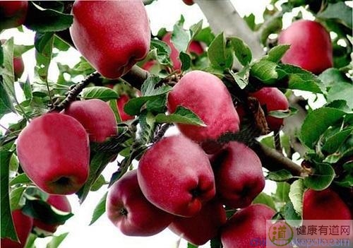 蛇果不能和什麼一起吃_蛇果和什麼相克 蛇果不能和什麼一起吃_蛇果和什麼相克