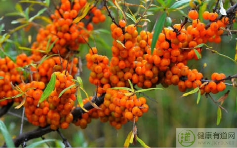 醋柳果不能和什麼一起吃_醋柳果和什麼相克 醋柳果不能和什麼一起吃_醋柳果和什麼相克