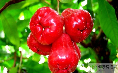 蓮霧不能和什麼一起吃_蓮霧和什麼相克 蓮霧不能和什麼一起吃_蓮霧和什麼相克