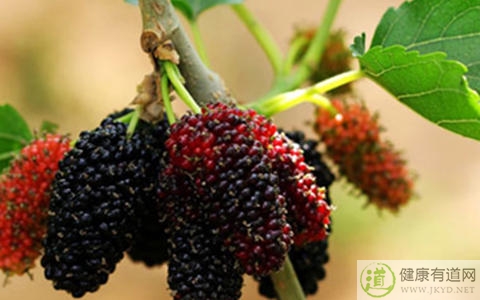 桑葚吃多了會上火嗎 桑葚吃多了會上火嗎