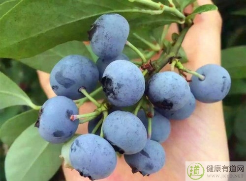 藍莓不能和什麼一起吃_藍莓和什麼相克 藍莓不能和什麼一起吃_藍莓和什麼相克