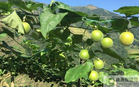 羅漢果不能和什麼一起吃_羅漢果和什麼相克 羅漢果不能和什麼一起吃_羅漢果和什麼相克