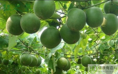 羅漢果不能和什麼一起吃_羅漢果和什麼相克 羅漢果不能和什麼一起吃_羅漢果和什麼相克