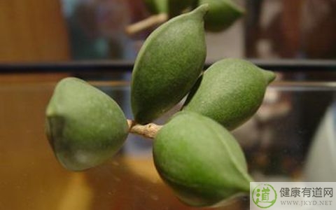 槟榔不能和什麼一起吃_槟榔和什麼相克 槟榔不能和什麼一起吃_槟榔和什麼相克