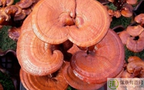 靈芝不能和什麼一起吃_靈芝和什麼相克 靈芝不能和什麼一起吃_靈芝和什麼相克