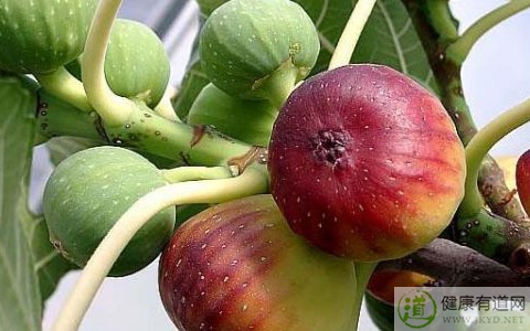 無花果吃多了會怎樣 無花果吃多了會怎樣