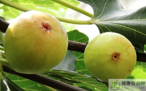 無花果吃多了會怎樣 無花果吃多了會怎樣