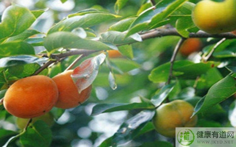 柿子吃多了會上火嗎 柿子吃多了會上火嗎