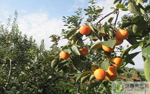 柿子吃多了會上火嗎 柿子吃多了會上火嗎