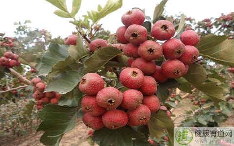 山楂片吃多了會胖嗎 山楂片吃多了會胖嗎