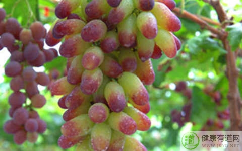 馬奶子不能和什麼一起吃_馬奶子和什麼相克