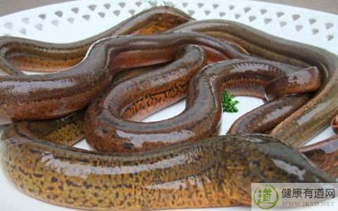 鳝魚不能和什麼一起吃_鳝魚和什麼相克 鳝魚不能和什麼一起吃_鳝魚和什麼相克