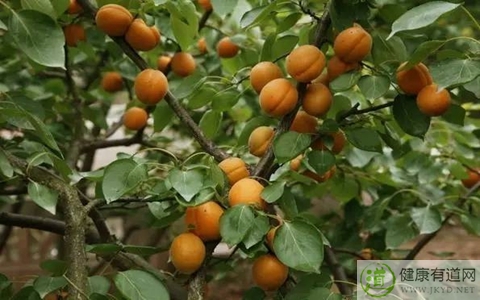 杏不能和什麼一起吃_杏和什麼相克