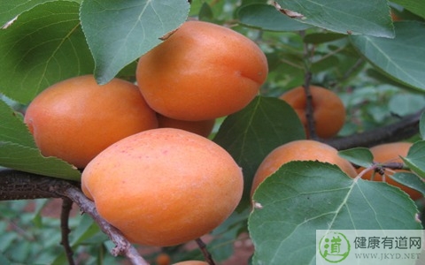 杏不能和什麼一起吃_杏和什麼相克