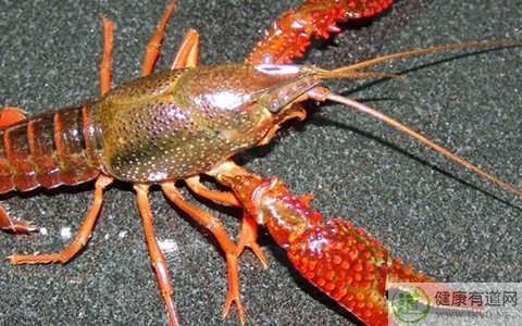 龍蝦不能和什麼一起吃_龍蝦和什麼相克 龍蝦不能和什麼一起吃_龍蝦和什麼相克
