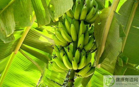 香蕉吃多了會怎樣 香蕉吃多了會怎樣