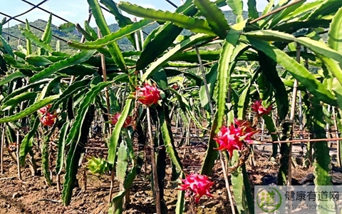 火龍果不能和什麼一起吃_火龍果和什麼相克