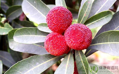 楊梅不能和什麼一起吃_楊梅和什麼相克 楊梅不能和什麼一起吃_楊梅和什麼相克