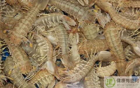 皮皮蝦不能和什麼一起吃_皮皮蝦和什麼相克 皮皮蝦不能和什麼一起吃_皮皮蝦和什麼相克