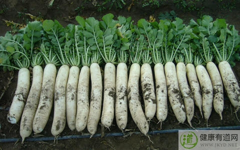 白蘿卜不能和什麼一起吃_白蘿卜和什麼相克 白蘿卜不能和什麼一起吃_白蘿卜和什麼相克