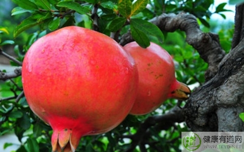 石榴不能和什麼一起吃_石榴和什麼相克 石榴不能和什麼一起吃_石榴和什麼相克