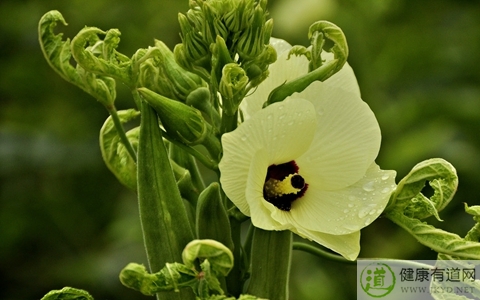 秋葵不能和什麼一起吃_秋葵和什麼相克 秋葵不能和什麼一起吃_秋葵和什麼相克