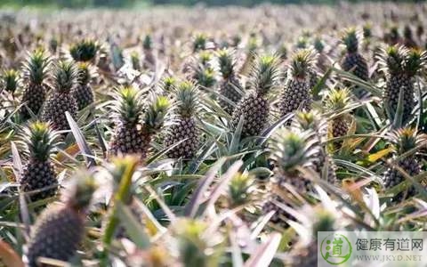 菠蘿吃多了會怎樣 菠蘿吃多了會怎樣