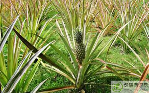 菠蘿吃多了會怎樣 菠蘿吃多了會怎樣