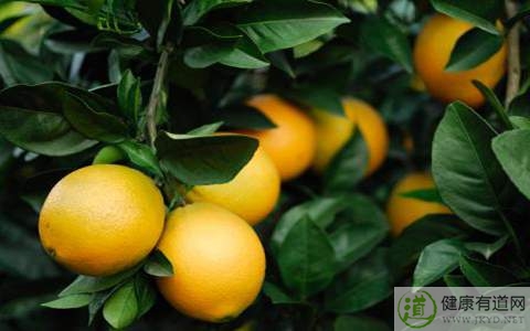 臍橙不能和什麼一起吃_臍橙和什麼相克 臍橙不能和什麼一起吃_臍橙和什麼相克