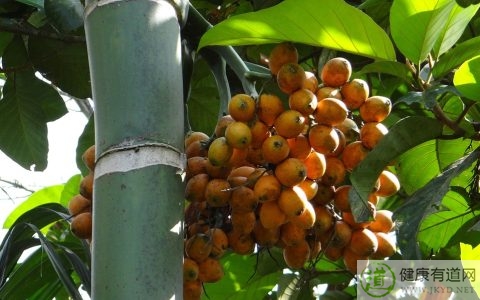 吃槟榔的好處和壞處 吃槟榔的好處和壞處