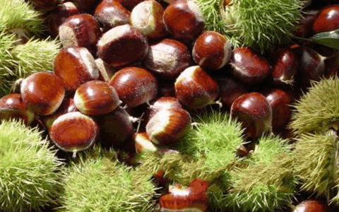 板栗不能和什麼一起吃_板栗和什麼相克 板栗不能和什麼一起吃_板栗和什麼相克