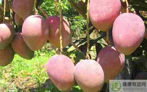 什麼時候不能吃芒果 什麼時候不能吃芒果